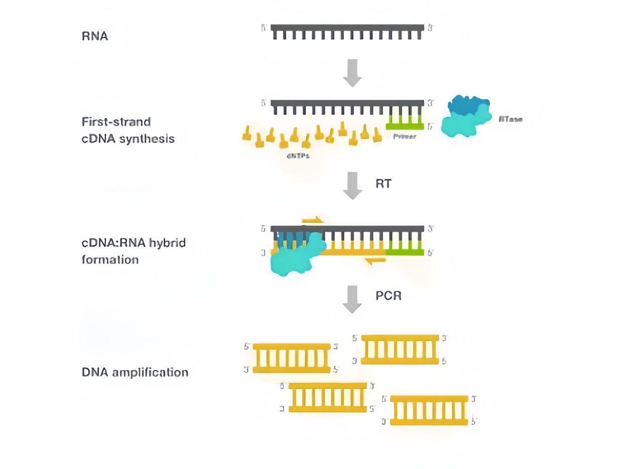 reverse-transcription-process