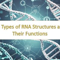 16 Types of RNA Structures and Their Functions