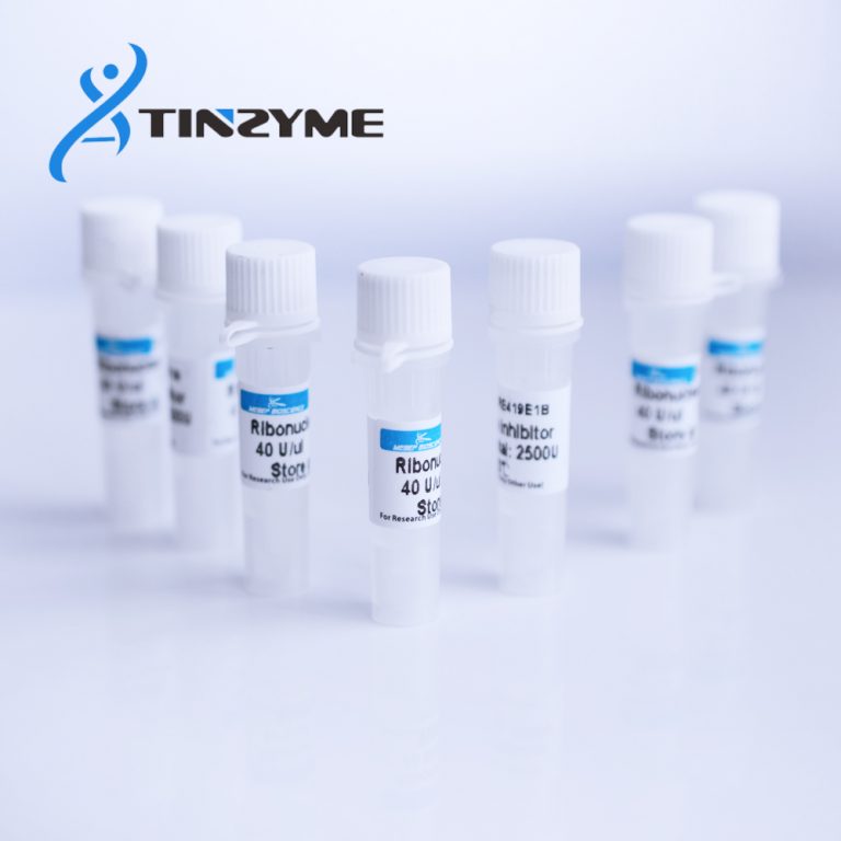 Ribonuclease Inhibitor, RNase inhibitor 40U ul – Tinzyme