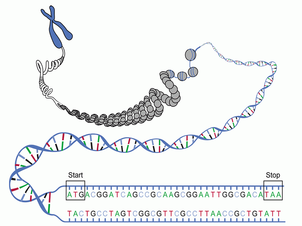 Sanger-Sequence-will-available-soon