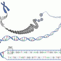 Sanger-Sequence-will-available-soon