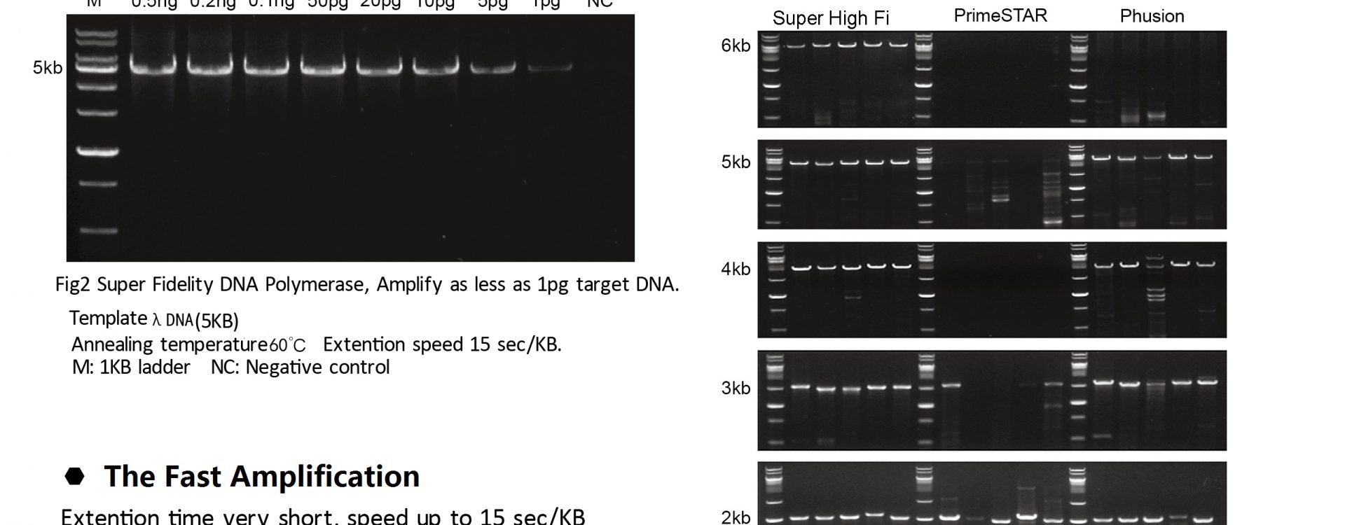 Super-Fidelity-polymerase