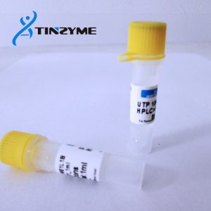 CTP 100mM solution – Tinzyme