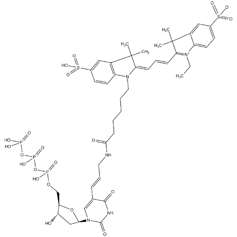 Biotin-11-dUTP 1mM Sodium solution – Tinzyme