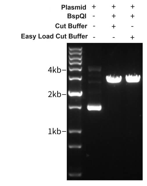 BSN01, BspQI. Experimental results of BspQI enzyme activity