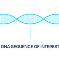 Doggybone DNA (dbDNA)