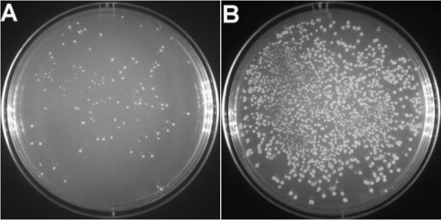 LG01, T4 DNA Ligase, Figure 1