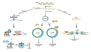 Long Non-Coding RNA (lncRNA)