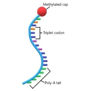 Messenger RNA (mRNA)