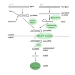 MicroRNA (miRNA)