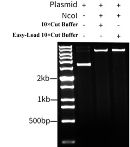 NC01, NcoI, Experimental results of NcoI enzyme activity