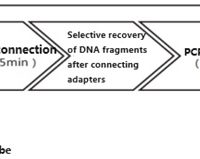 PCK85, Fast NGS Library Kit for Illumina, Schematic diagram of DNA database construction process