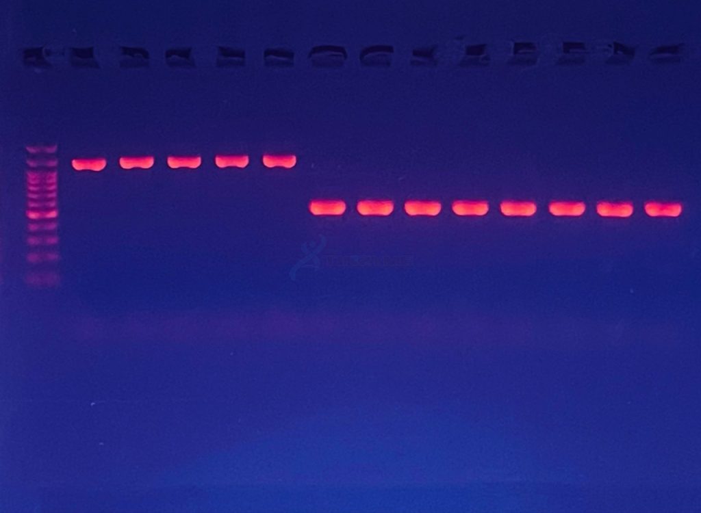 PCM11B 2×Pfu PCR Super MasterMix, with blue dye, loading 2uL