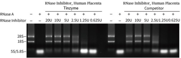 RI039, RNase inhibitor, Human Placenta, inhibitory effects Figure 2