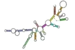 Ribosomal RNA (rRNA)