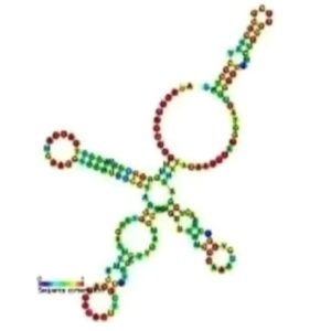 Small Nuclear RNA (snRNA)