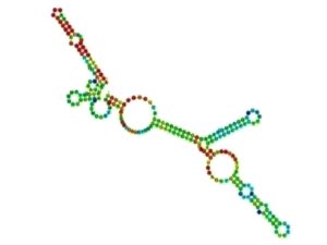 Small Nucleolar RNA (snoRNA)