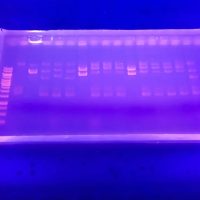 What are the uses of agarose