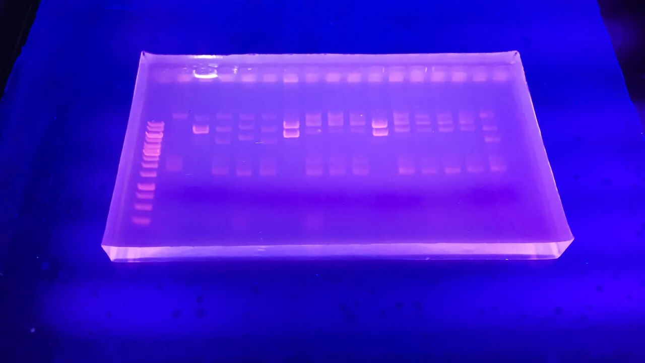 What are the uses of agarose