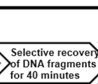 PCK239, NGS Fast DNA Library Prep kit for Ion Torrent