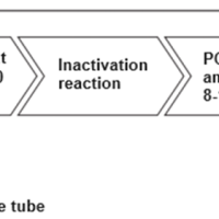 PCK247, NGS TPH DNA Library Preps Kit for lllumina (1ng)